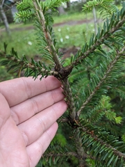 Abies balsamea image