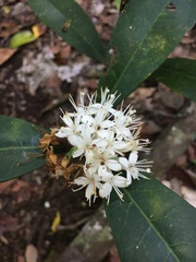 Phaleria octandra