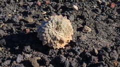 Rosulatae