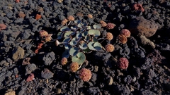 Pozoa