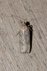 Phaeosaces apocrypta