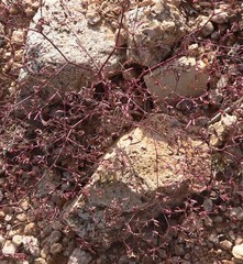 Euphorbia gracillima