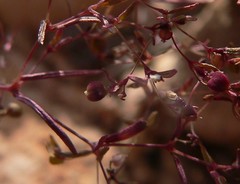 Euphorbia gracillima