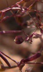 Euphorbia gracillima