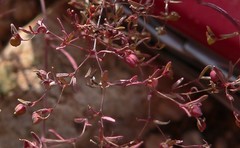 Euphorbia gracillima