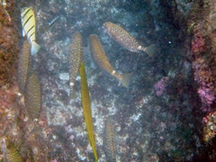 Siganus spinus