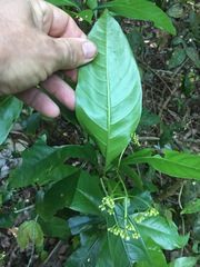 Phaleria octandra