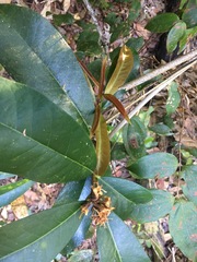 Phaleria octandra