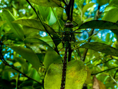 Anax concolor