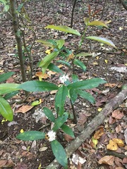 Phaleria octandra