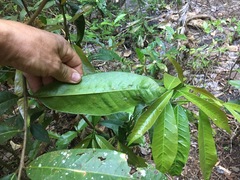 Phaleria octandra