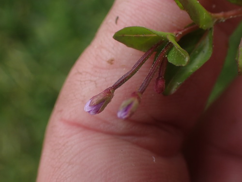 Image of Epilobium anagallidifolium by no rights reserved