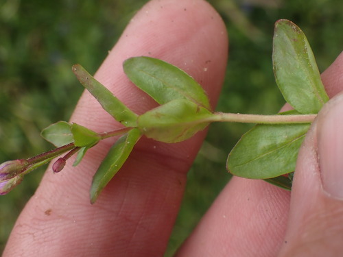 Image of Epilobium anagallidifolium by no rights reserved