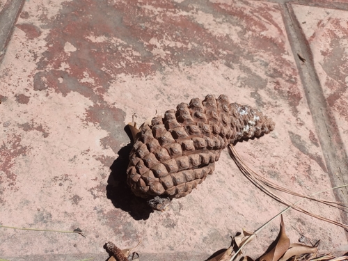 Image of Pinus devoniana by (c) Carlos Martínez, some rights reserved (CC BY)