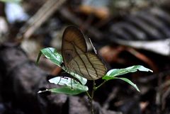 Pierella hortona
