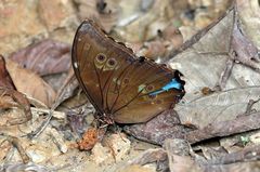 Morpho menelaus