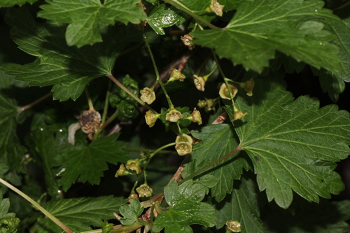 ríbezľa (Ribes)