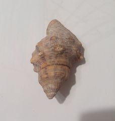 Muricoidea