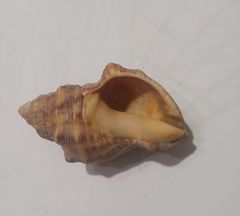 Muricoidea