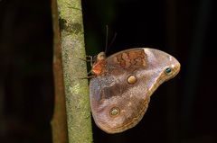 Catoblepia xanthicles