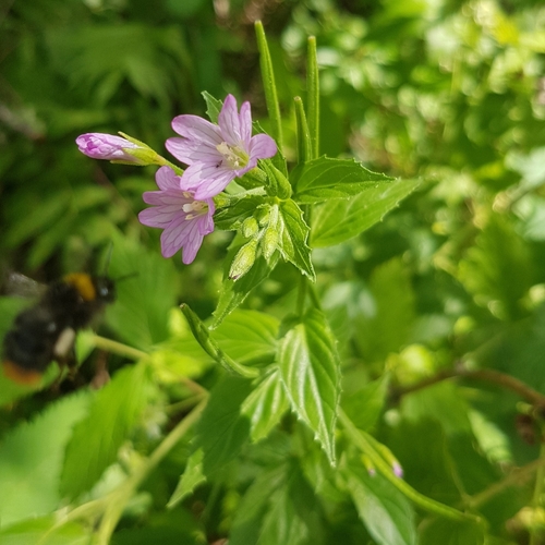 Epilobium alpestre (Epilobium alpestre)