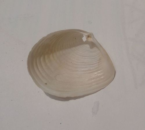 Channeled Duck Clam