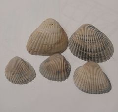 Noetia ponderosa