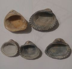Noetia ponderosa