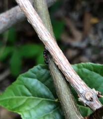 Dilobocondyla fouqueti