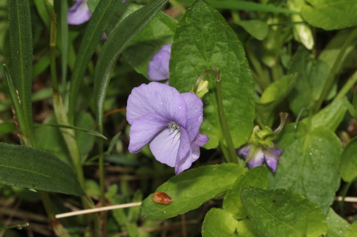 fialka psia (Viola canina)