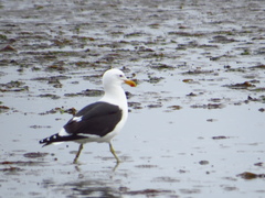 Larus dominicanus