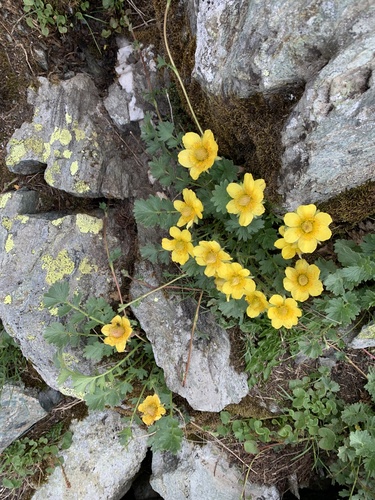 Geum reptans (Geum reptans)