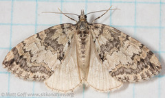 Hydriomena furcata
