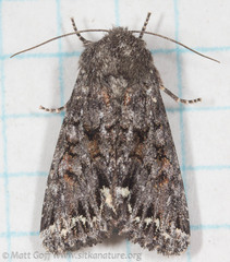 Melanchra pulverulenta