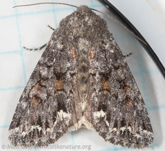 Melanchra pulverulenta