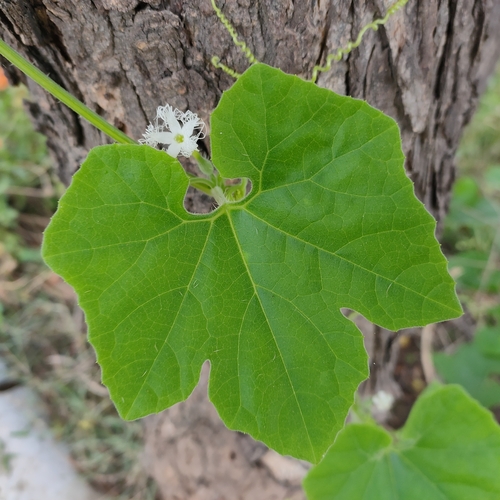 Foto de Trichosanthes dioica