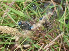 Rhionaeschna variegata
