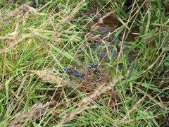 Rhionaeschna variegata