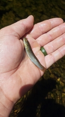 Fundulus catenatus