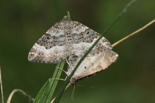 piadivka obyčajná (Epirrhoe alternata)