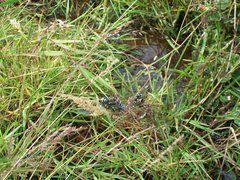 Rhionaeschna variegata