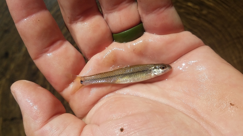Slim Minnow