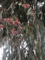 Eucalyptus sideroxylon