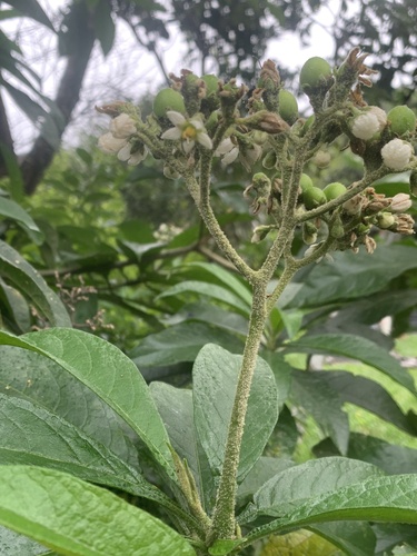 Solanum umbellatum image
