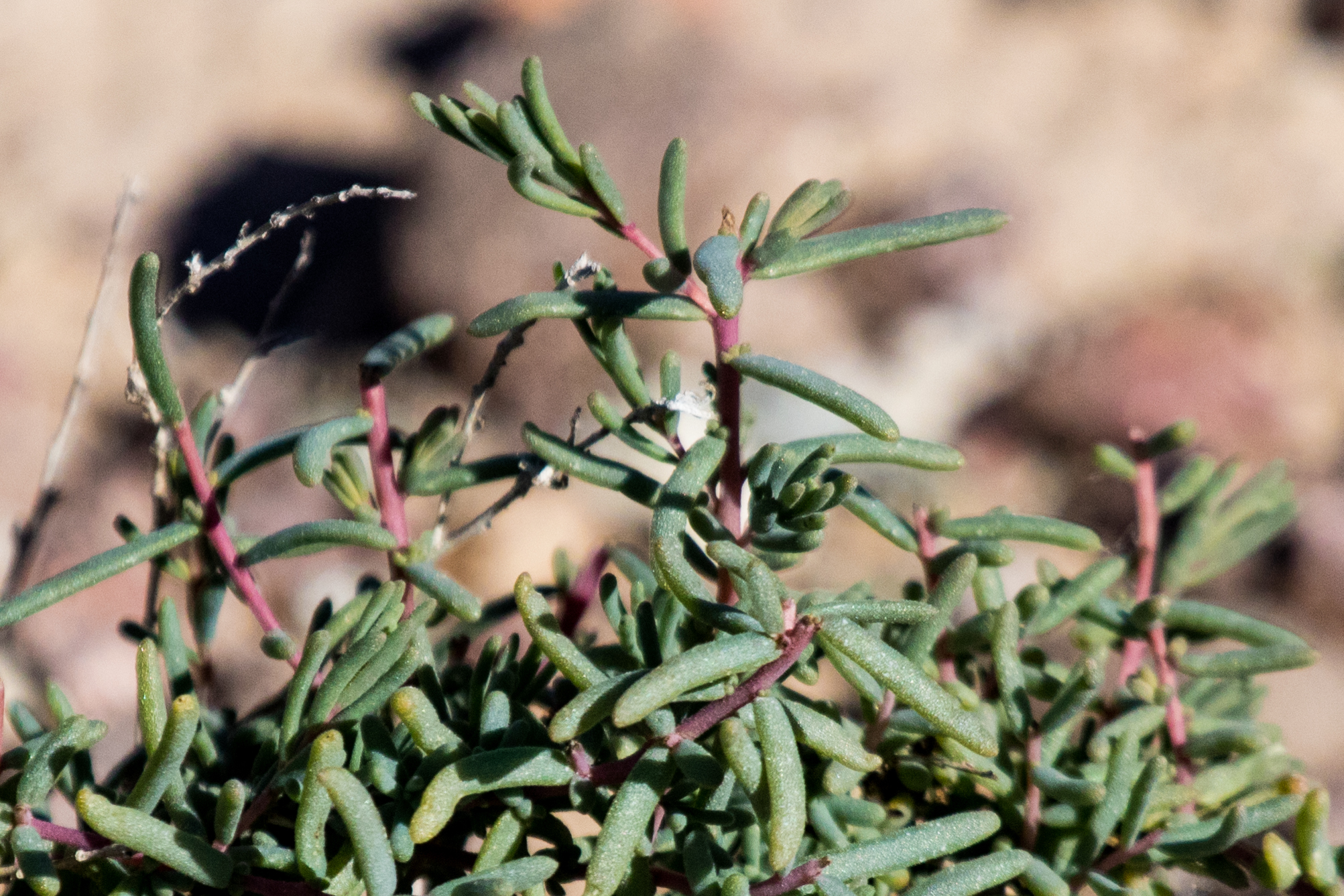 Suaeda nigra