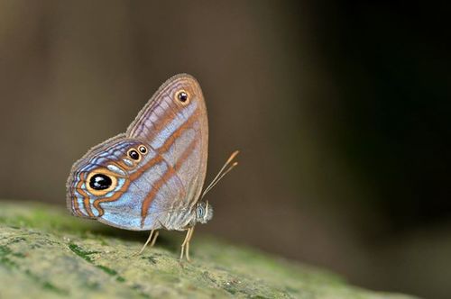 Chloreuptychia catharina · iNaturalist