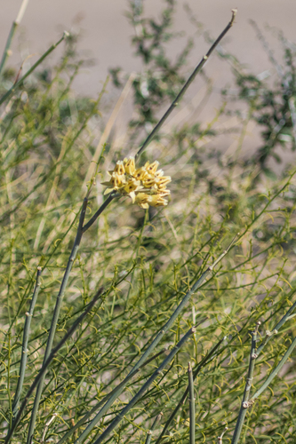 rush milkweed