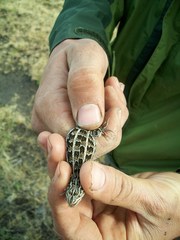 Liolaemus magellanicus