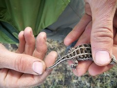 Liolaemus magellanicus