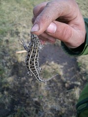 Liolaemus magellanicus